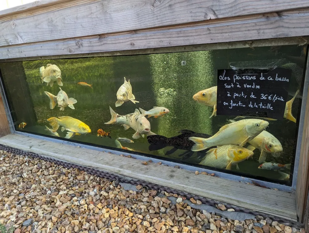 bassin poisson