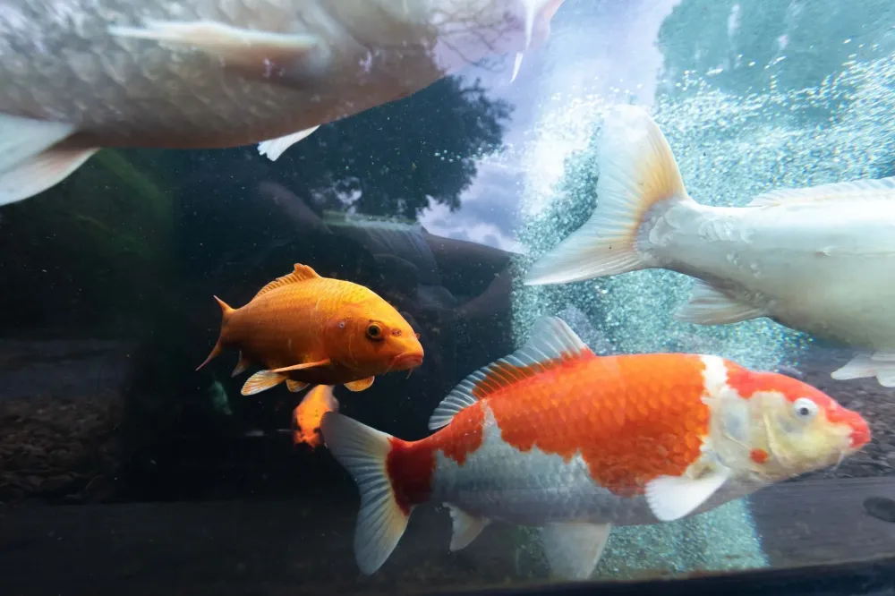 poissons