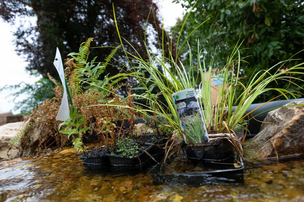 plantes  bassins