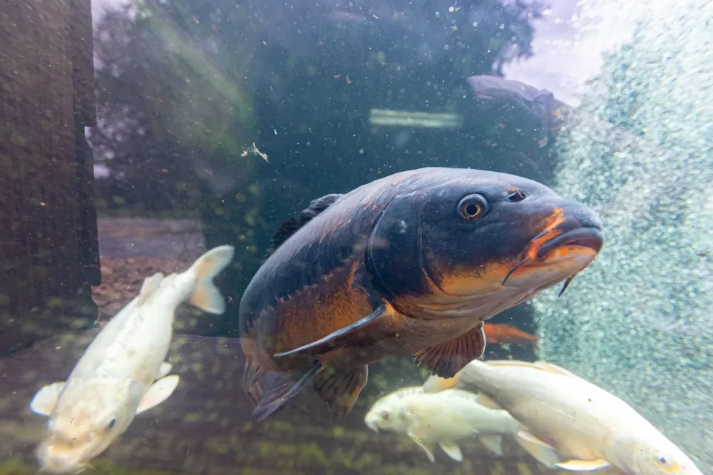 bien etre poissons