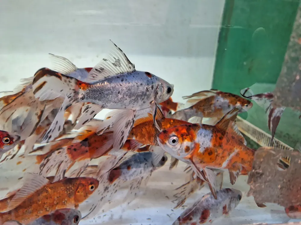 poisson bassin